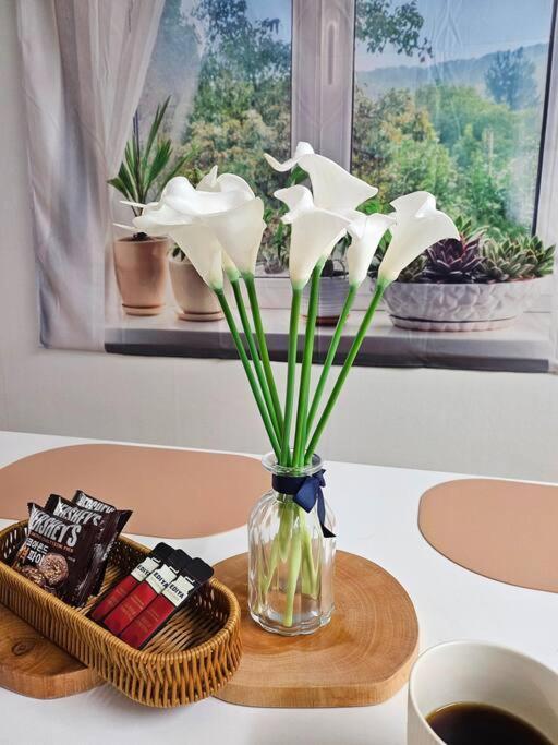 Apartment Oasis